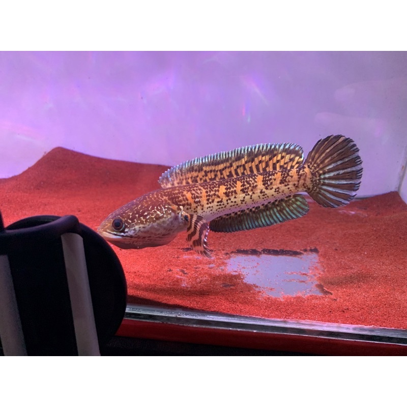 Auranti 17-18 cm istimewa Fin Id SUSU