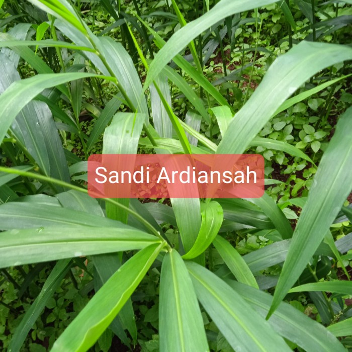 

New Daun jahe segar per 600 gr