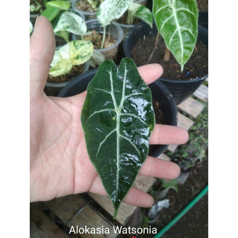 Alokasia Watsonia anakan
