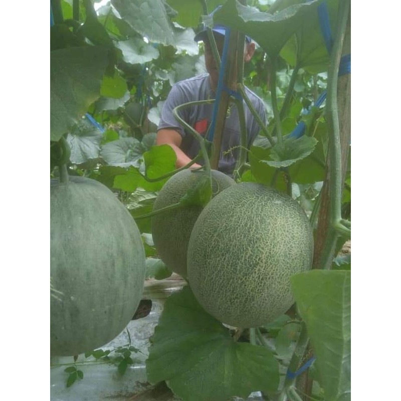 Melon Hibrida Daging Orange Premier F1 Tahan Virus You Seed