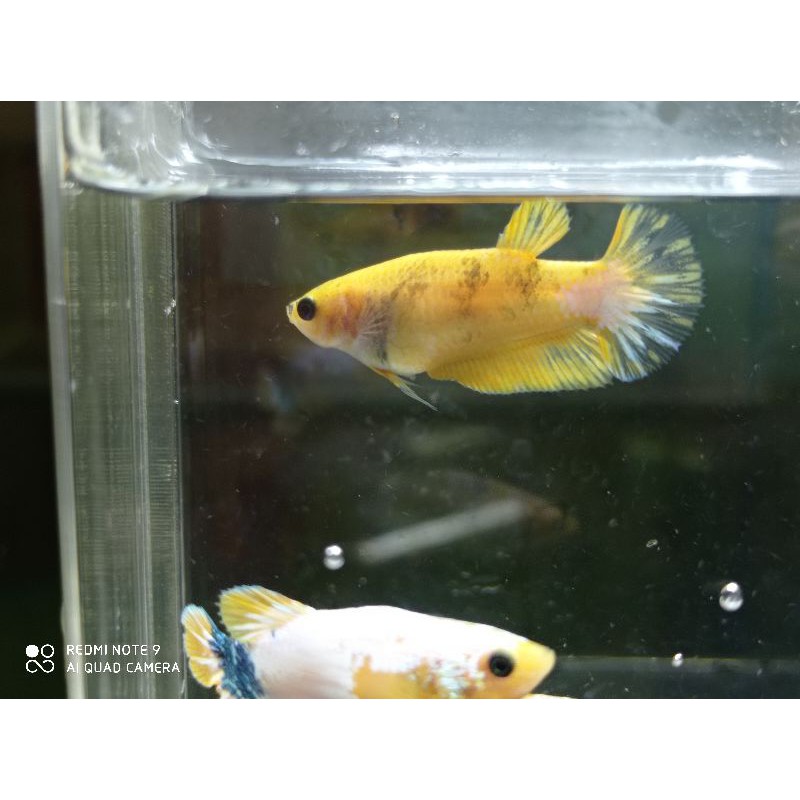Beli 1 Bonus 1.female yellow fancy, yellow fancy cupang betina