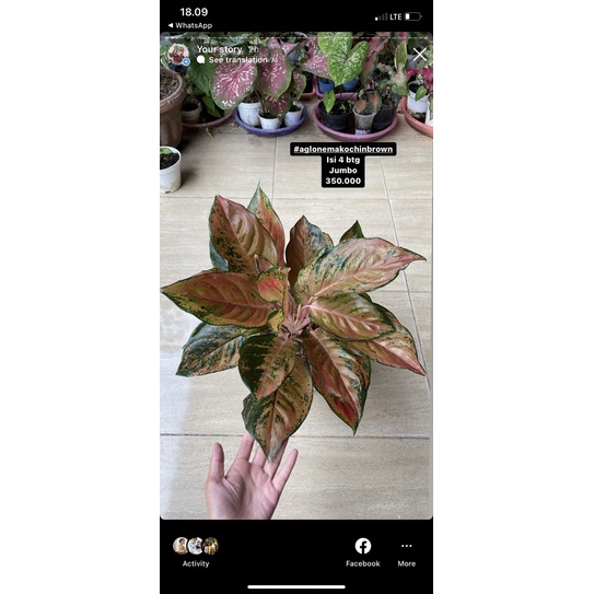 aglonema kochin brown