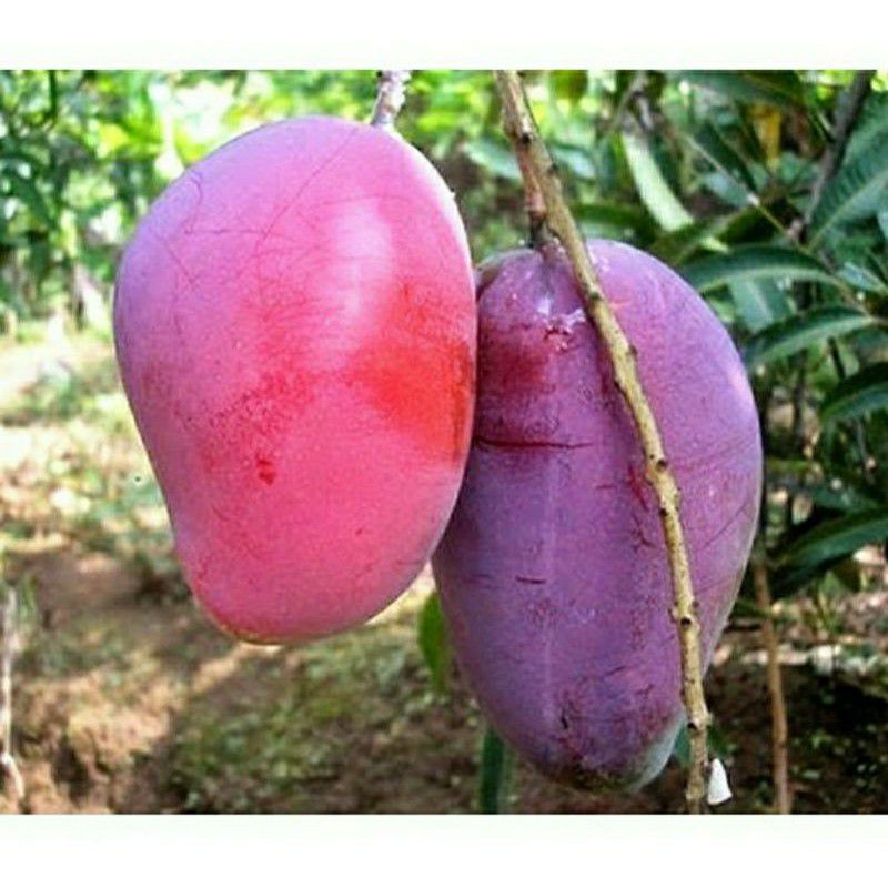 Bibit Tanaman Buah Mangga Irwin-Bibit Mangga