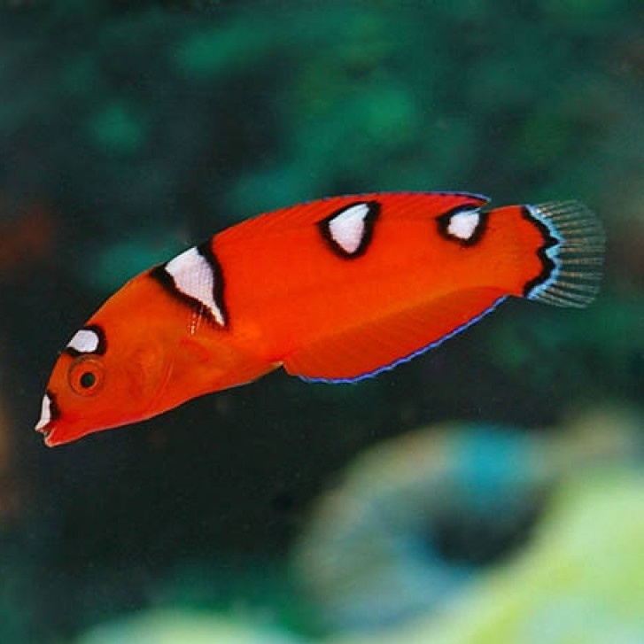 Ikan Hias Laut Keling Merah