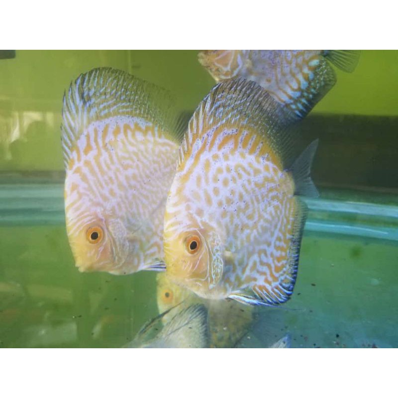discus pigeon pair 4" up
