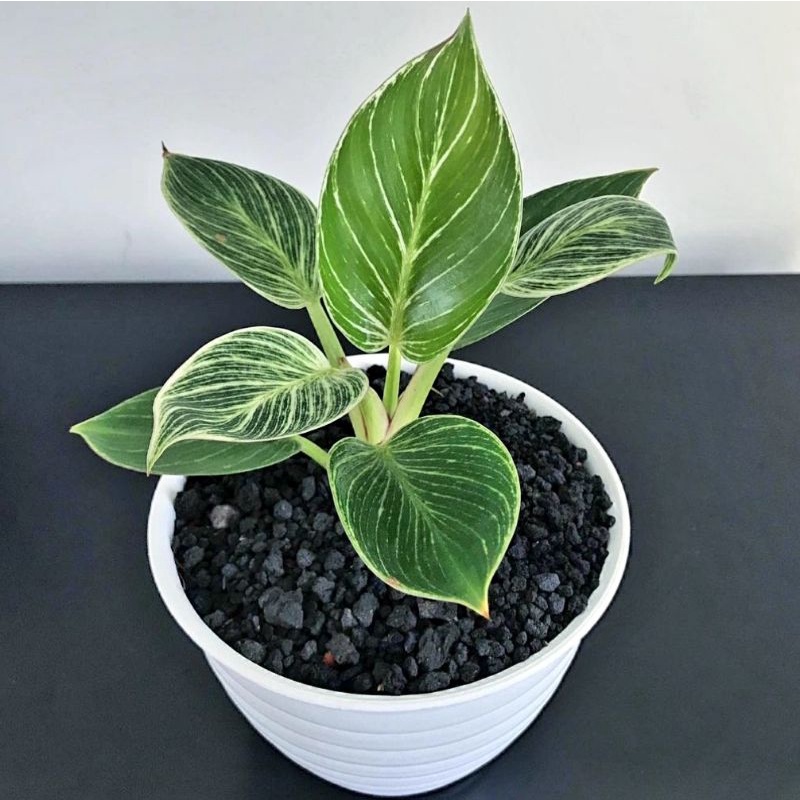 (BISA COD) Philodendron Birkin (Aglonema Philodendron Birkin) / Tanaman Hias Hidup Murah Bukan Bongg