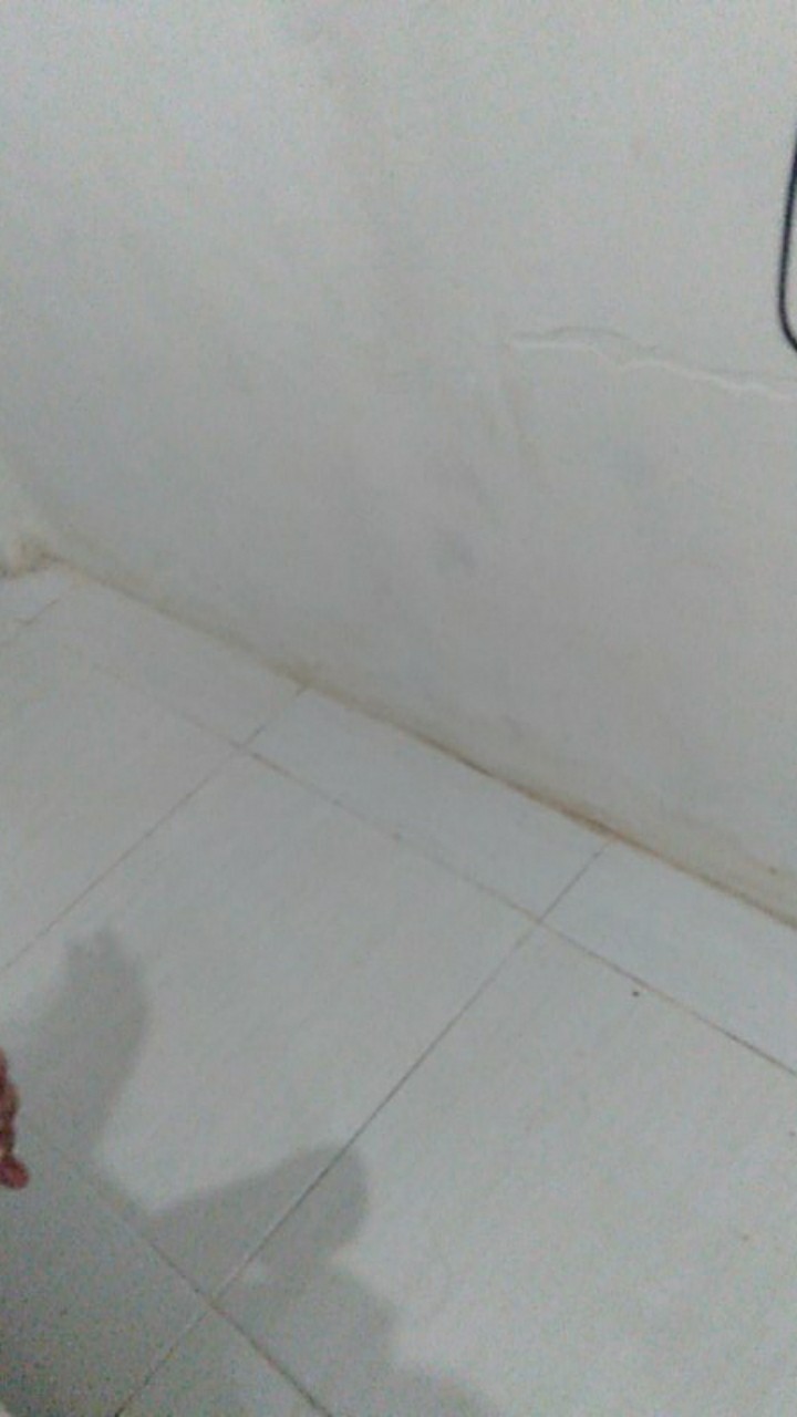 Weijiao Alat Pengupas Kentang / Wortel / Buah Multifungsi Id