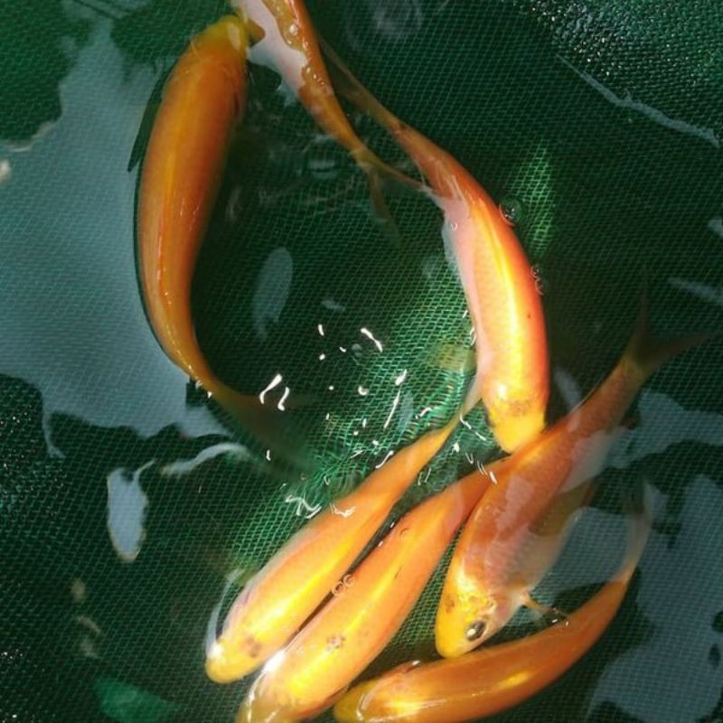 

ikan nilam lemon