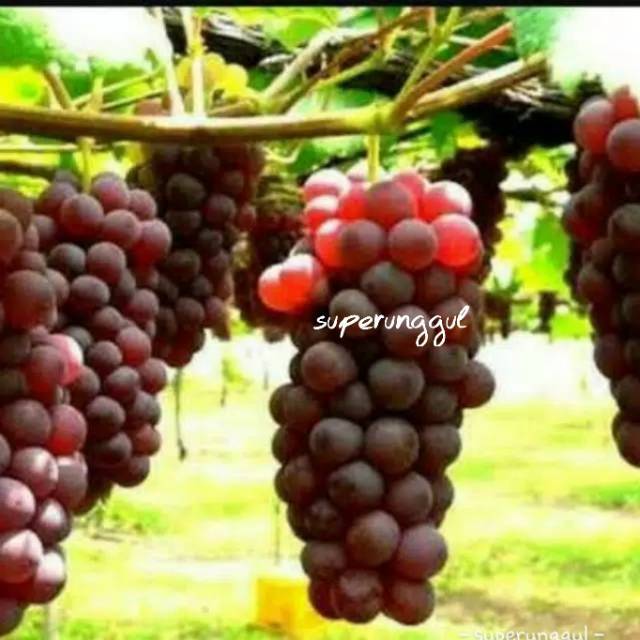 bibit anggur import