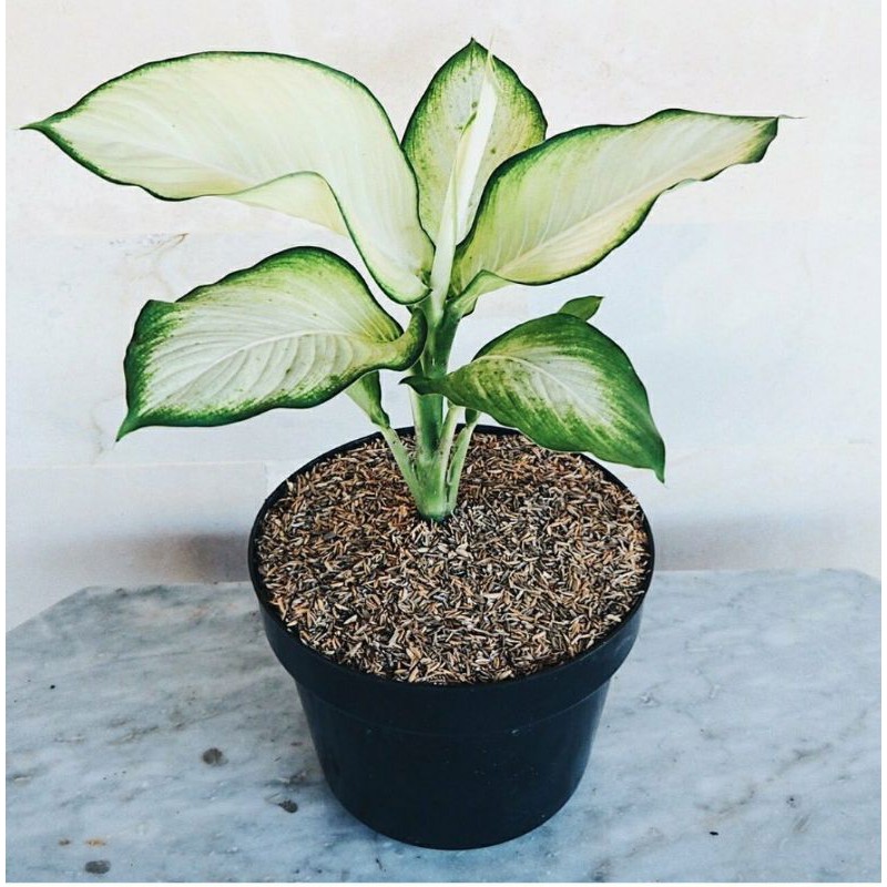 aglonema tisu - tanaman hias aglonema tisu