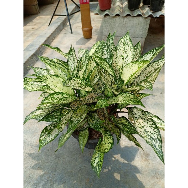 aglonema snow white rumpun