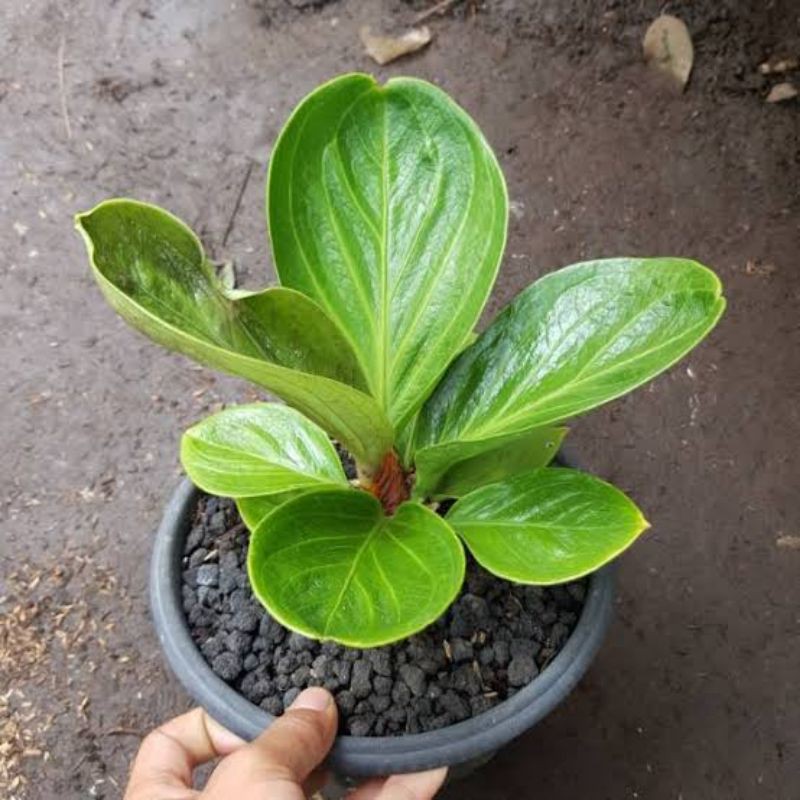 Tanaman hias anthurium mangkok - anthurium mangkok