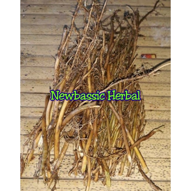 

akar bambu kuning 500g alami herbal