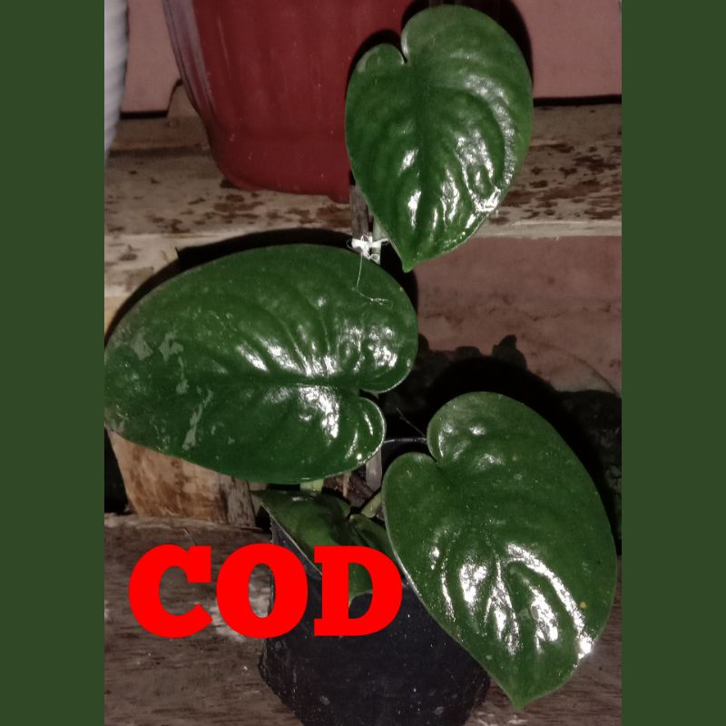 Scindapsus Jade Satin