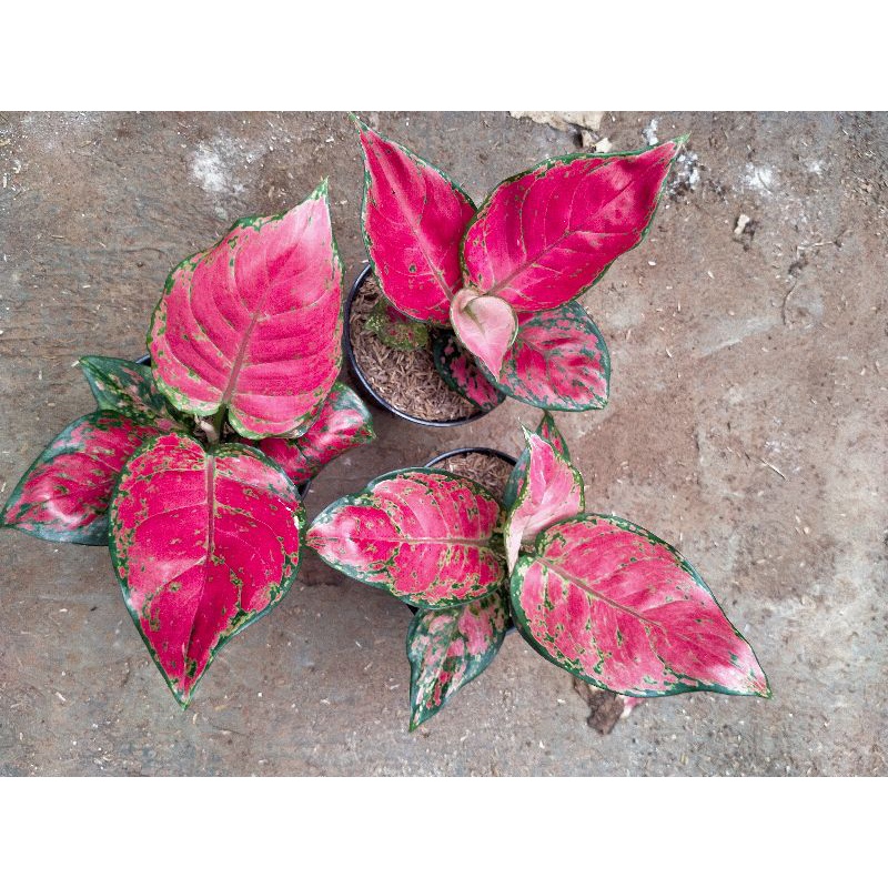 Red Anjamani (AGLONEMA RED ANJAMANI)