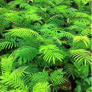 Bibit Pete Bibit Petai Pohon Pete Hasil Okulasi Cepat Berbuah