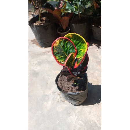 Tanaman hias bunga puring srg super