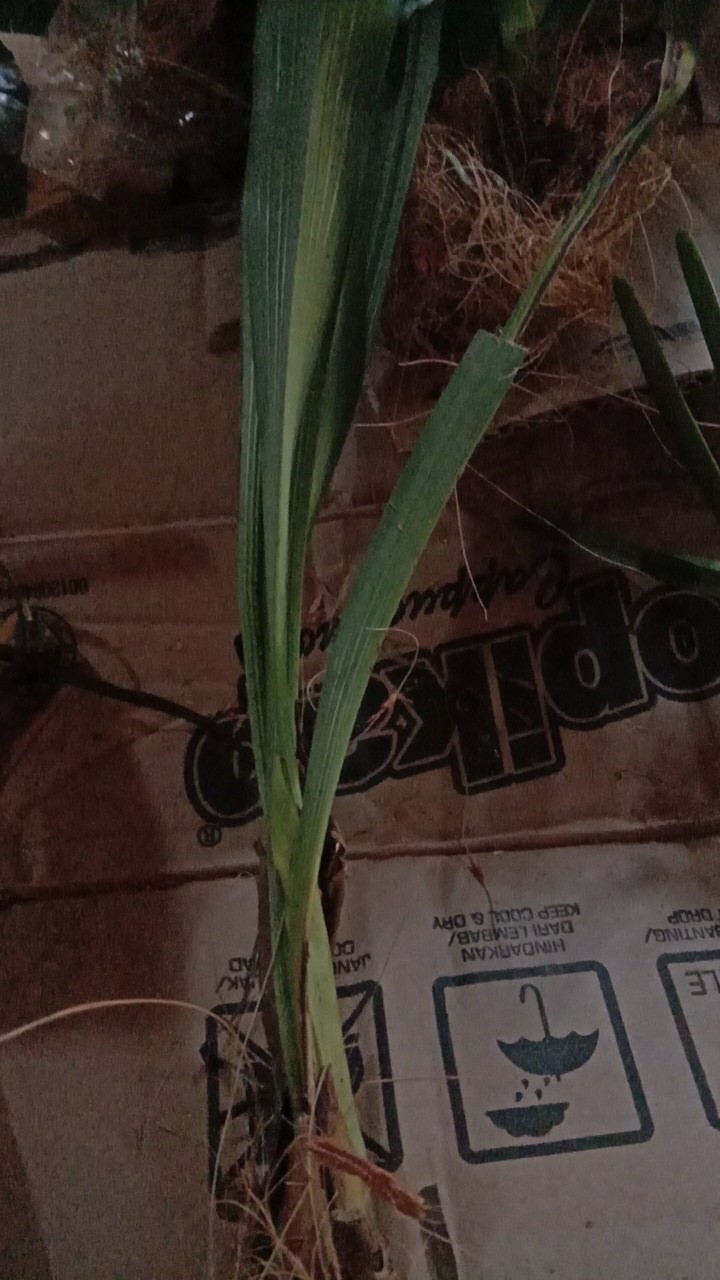 Anggrek Sikat/dendrobium Secundum Gratis Ongkir Extra