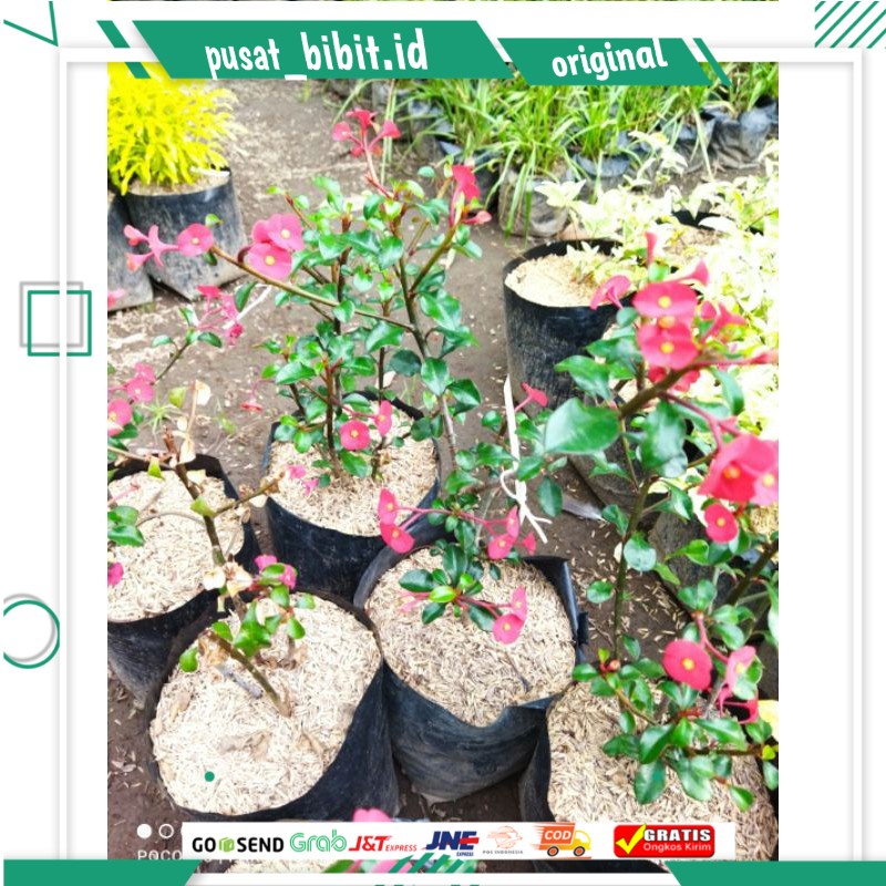 Tanaman Hias Euphorbia Geroldii