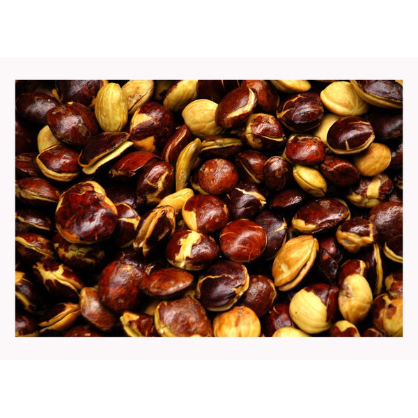 

Jengkol segar 1 Kg