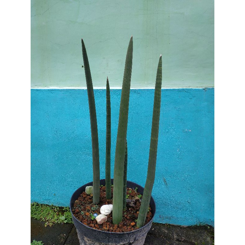 

Tanaman Hias Sansivera Cylindra Tombak / Pensil