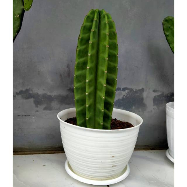 Tanaman hias kaktus koboi besar - Kaktus koboi besar murah asli hidup