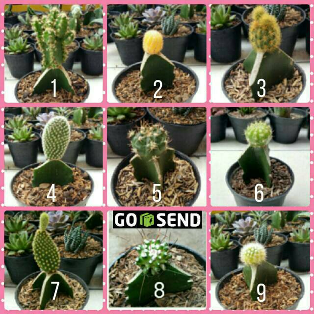Kaktus promo/kaktus mini/souvenir unik/tanaman hias | Shopee Indonesia