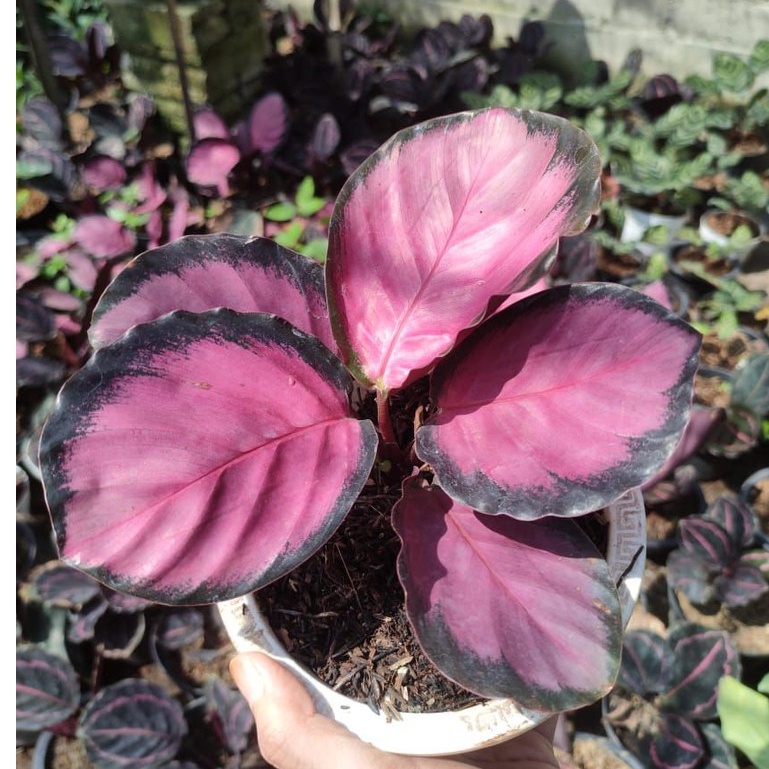 tanaman hias bunga chalatea kalatea calathea crimson purple / calathaea ungu