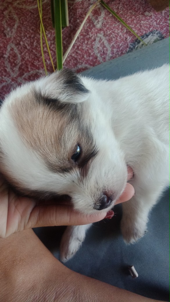 Tempat Softlens Karakter Animal Lucu Murah