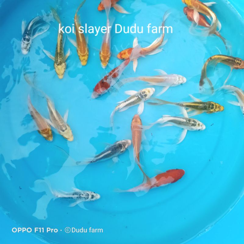 koi slayer 1 paket isi 5 ekor