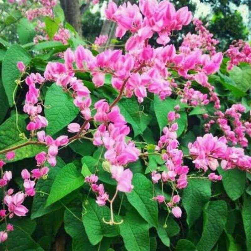 Tanaman Hias Bunga Air Mata Pengantin- Bibit Bunga Air Mata Pengantin