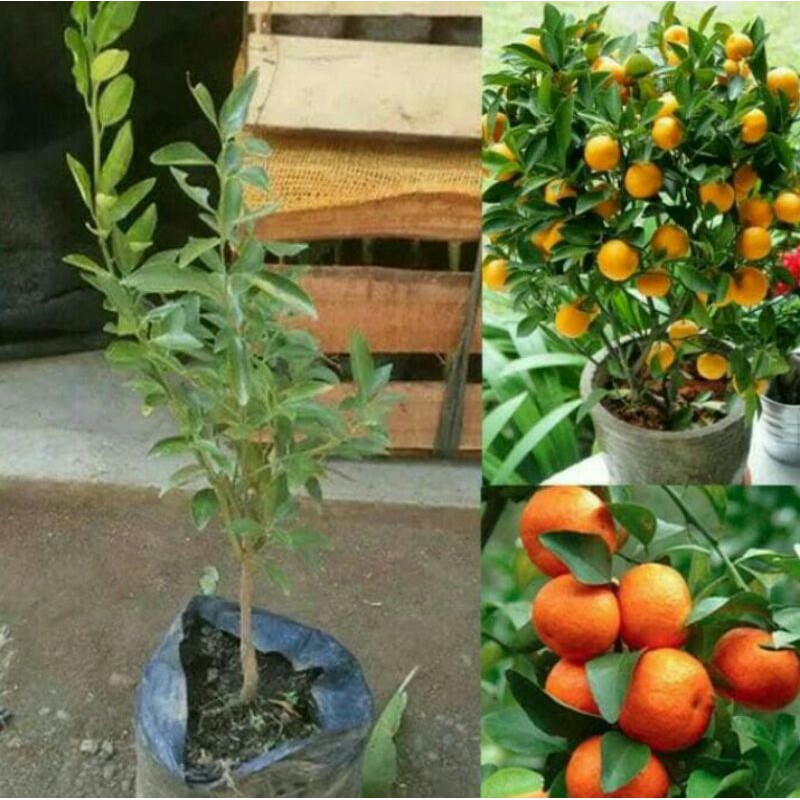 Bibit Buah Jeruk Santang Madu murah.