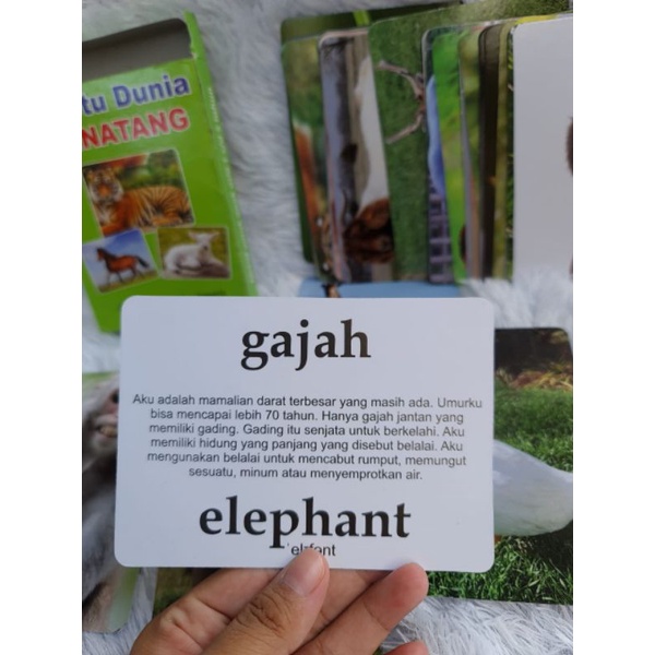 flash card hewan dan buah sayur