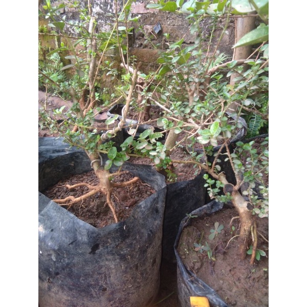 bahan bonsai sancang bahan mame se jempol tangan akar memutar