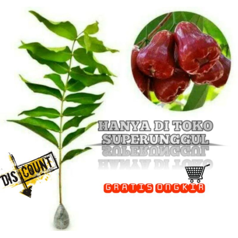 Bibit Jambu air cincalo terlaris