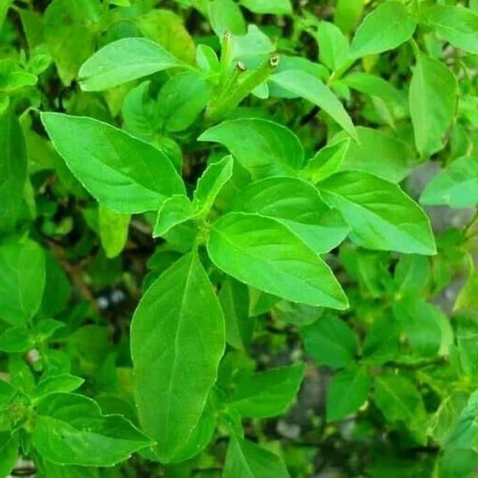 Tanaman Kemangi Bibit Tanaman Kemangi Lalapan Ayam Goreng i1f