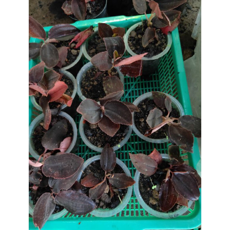 jewel orchid