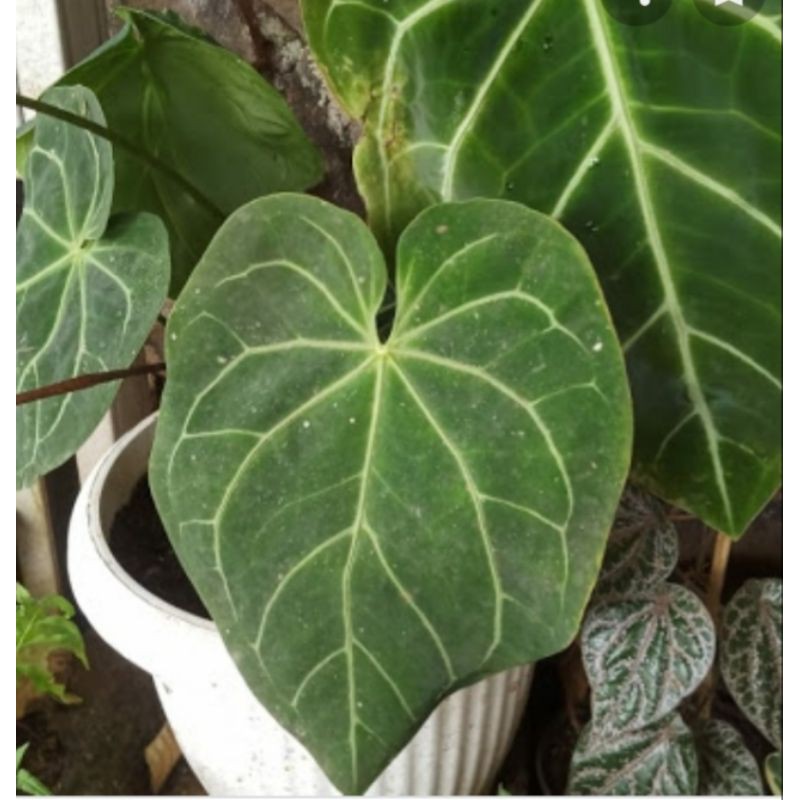 Tanaman hias Kuping gajah MAGNIFIKUM /JUMBO daun lebar