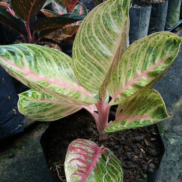 Bibit bunga  aglonema  goliath andalan Shopee  Indonesia