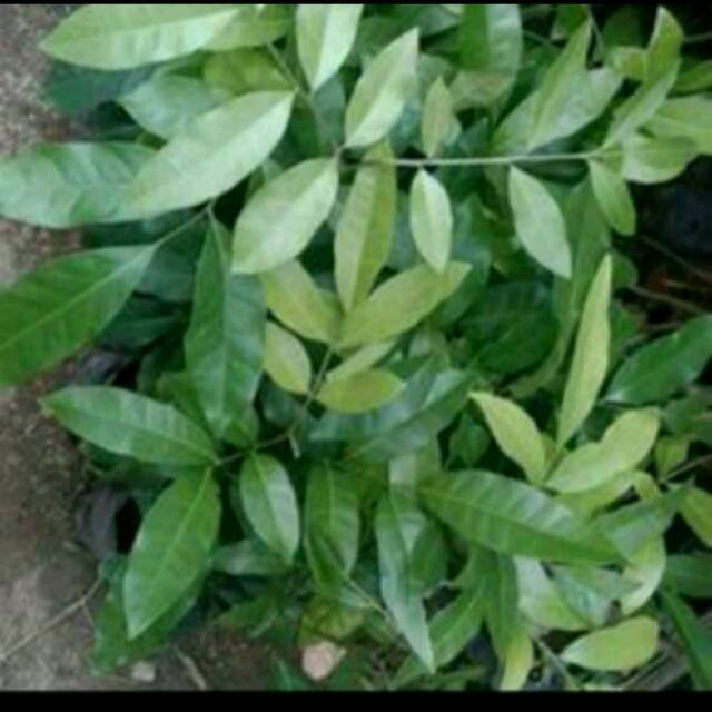 Bibit cendana kupang