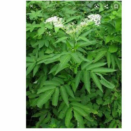 

Jual Daun Sangitan segar atau sambucus javanica 250 gr/herbal/obat/kesehatan/petik sendiri