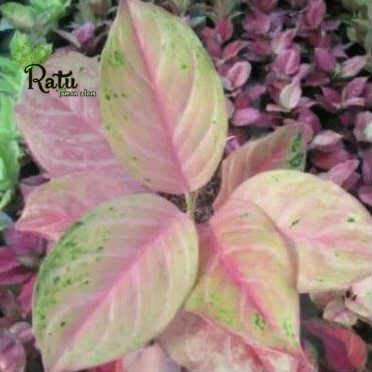 tanaman hias aglonema bidadari