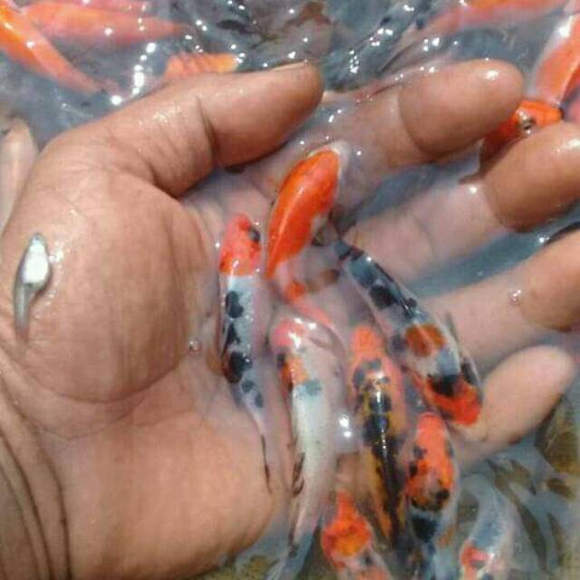 Bibit ikan koi terbaik