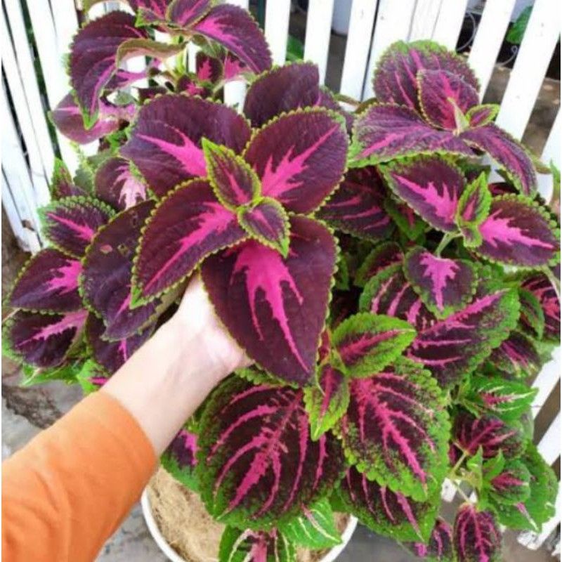 tanaman hias miana jawer kotok