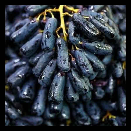

Anggur Mondrop/500Gram