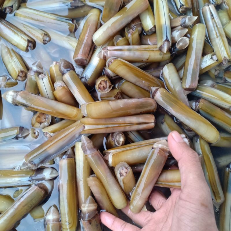 

Kerang segar bambu seafood segar