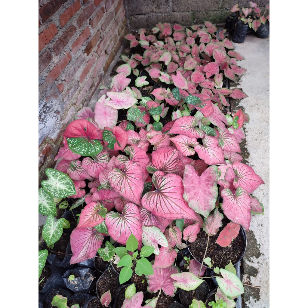 Bunga Caladium Mirzani Tanaman Hias Bunga Keladi Murah Keladi Mirzani Ready Stok