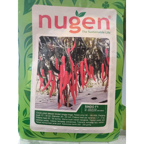 Benih Cabai Teropong, Benih Cabai Besar