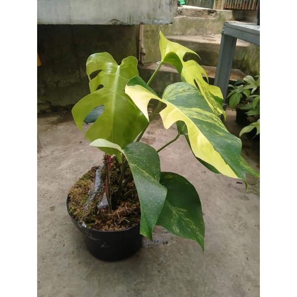 Monstera Marmorata Variegata / Monstera Marmo Varigata / Monstera Marmo Original / Monstera