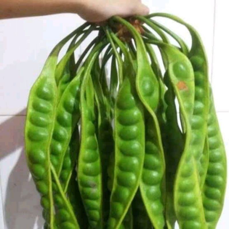 

pete tua super sortiran pilihan (50rb 10papan)